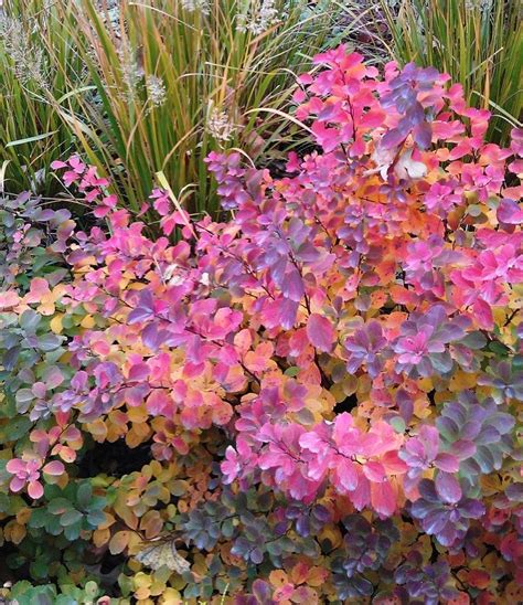 Tor Birchleaf Spirea | Garden - Landscape Shrubs | Pinterest - Champ ...