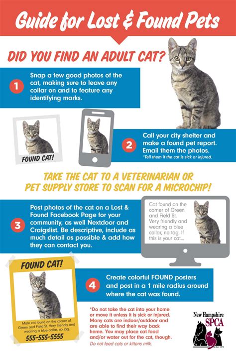 What-to-do-lost-cat copy - NHSPCA