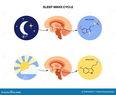 Sleep wake cycle stock vector. Illustration of chronobiology - 248154443