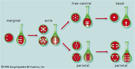 Parietal placentation | botany | Britannica