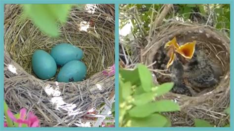 Baby Birds Hatching To Leaving The Nest In 5 Minutes! - YouTube