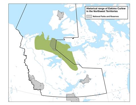 Eskimo Curlew | NWT Species at Risk