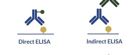 Primary antibodies and ELISA – how to design your immunoassay