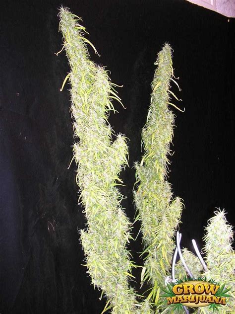 Thai Weed Seeds - Strain Review | Grow-Marijuana.com