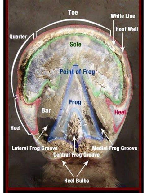 Hoof anatomy | Horse care, Healthy horses, Horse anatomy