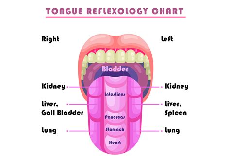 Tongue Reflexology Chart Vector 117995 Vector Art at Vecteezy