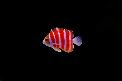 3 Most Expensive Saltwater Fish | Rare Aquarium Fish | AlgaeBarn