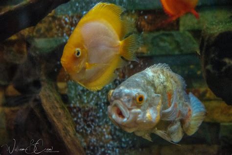 Roanoke Center in the Square Aquarium | William Crew | Flickr