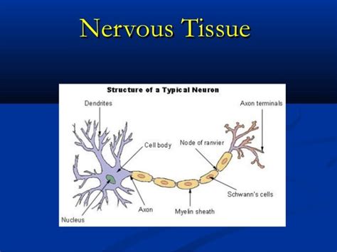 Tissue Types - Nervous Tissue Diagram | Quizlet