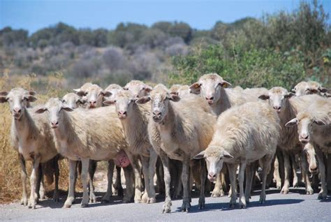 A flock of sheep - Miranda Loves Travelling