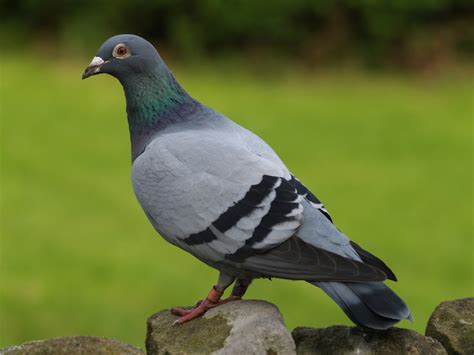 Pigeon Control Pest Guide: How to Get Rid of Pigeons