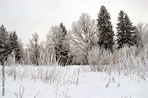 Beautiful winter landscape. Trees in the forest are covered with snow and frost. Snow lies ...