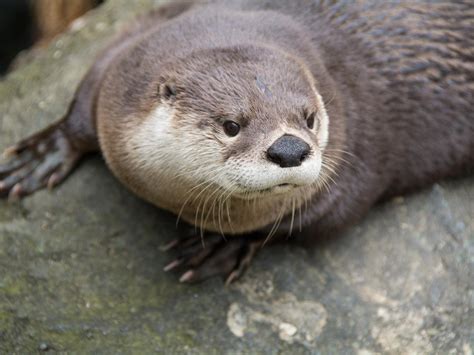 Pet Otter