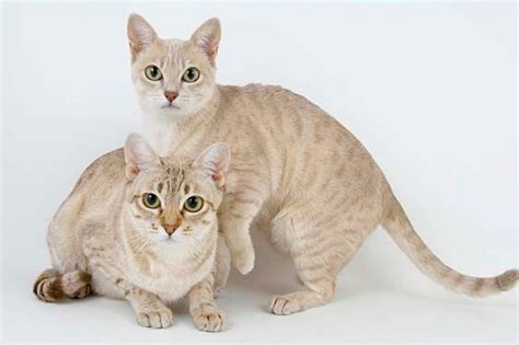 Australian Mist - gorgeous cats, would get one if I was ever going to ...