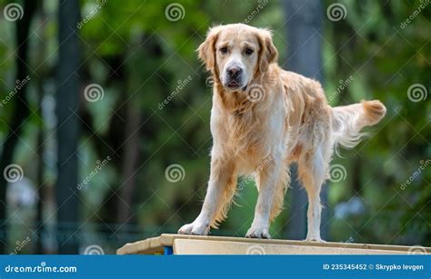 Golden Retriever Dog Training Stock Photo - Image of command, labrador: 235345452