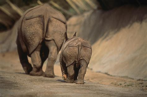 Black rhinoceros gestation period - golacandy