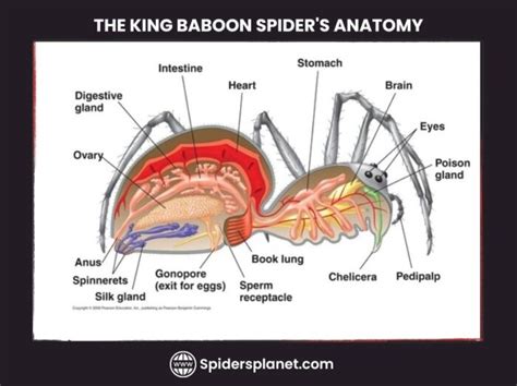 King Baboon Spider: Intro, Habitat, Looks, Diet & Life Cycle