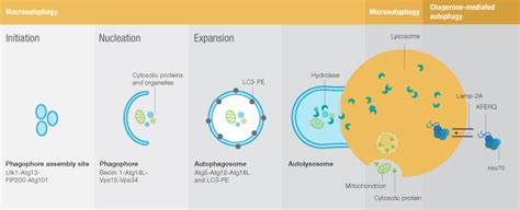 Methods for Assessing and Monitoring Autophagy Pathways | Bioradiations