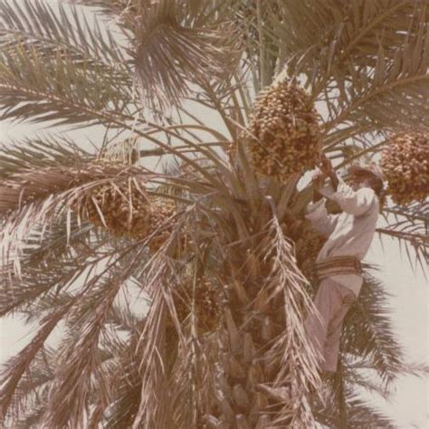 (PDF) Mechanization of Dates Fruit Harvesting