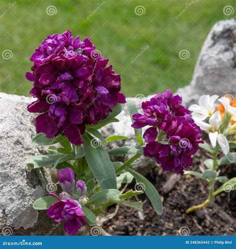 Hoary Stock, Matthiola Incana, Growing in a Wall at Thurlestone Devon ...