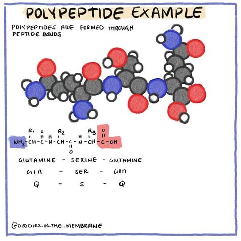 Understanding Polypeptides [Video] | Biology humor, Chemistry experiments, Biochemistry