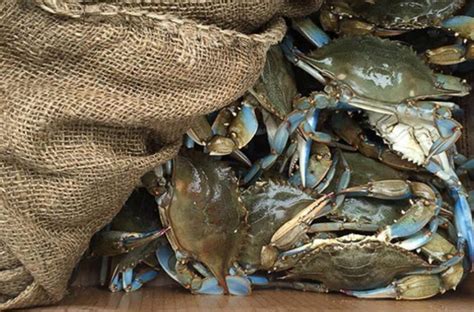 Ask a Chef: How Does Alabama Blue Crab Compare to Other Species? - Eat Alabama Seafood