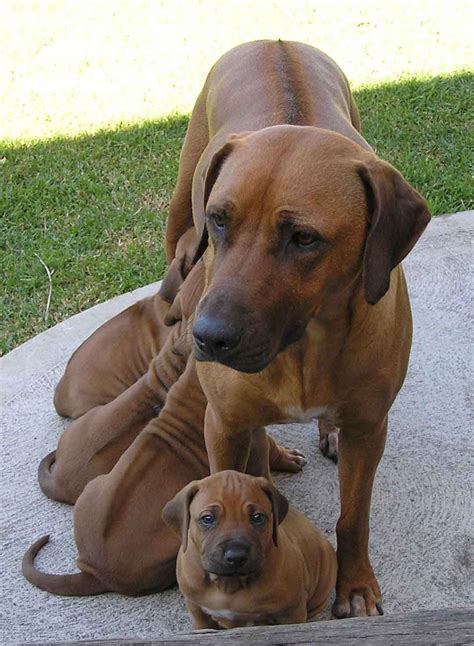 Rhodesian Ridgeback - Dogs breeds | Pets