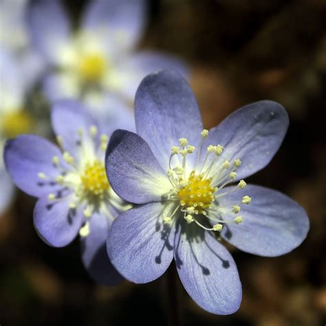 Celtic Reiki: Drawing Energy from Nature – Reiki Rays