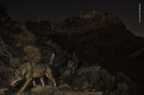 Wolf Mountain | Wildlife Photographer of the Year | Natural History Museum