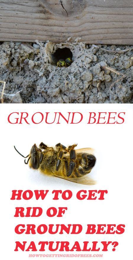 Ground Nesting Bees: How to Keep Them Away Naturally | Getting rid of bees, Ground bees, Bees ...