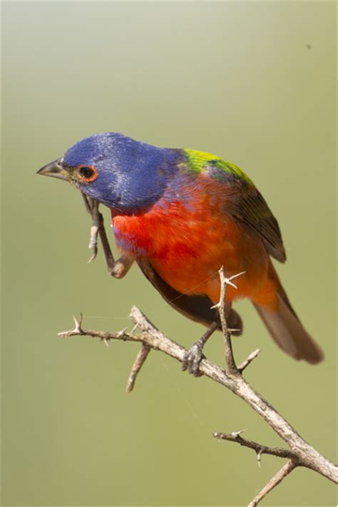 South Texas Wildlife Photo Tour 2014