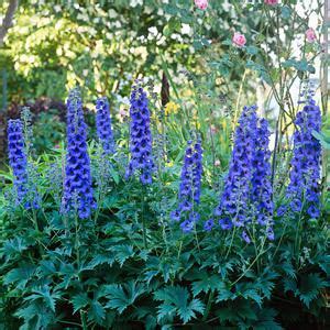 Delphinium ~ Detailed Information | Photos | Videos