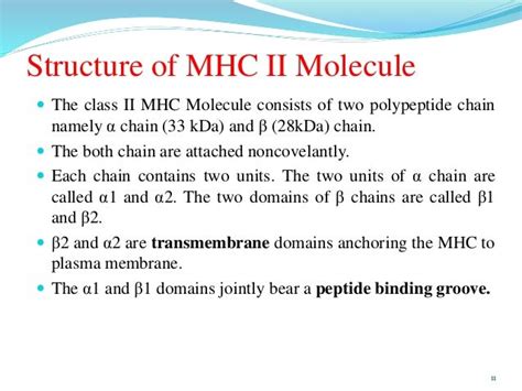 Major Histocompatibility complex