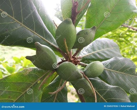 Badam Tree, Indian Almond Tree Stock Photo - Image of fruit, almond ...