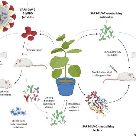 Plantae | Photosynthesis in Desert Plants: It’s About Time | Plantae