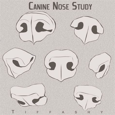 Canine/Wolf/Dog Nose Study by TIFFASHY.deviantart.com on @DeviantArt ...