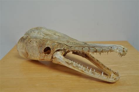 Alligator Gar Skeleton - bazaardiy