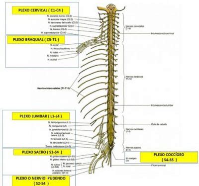 Plexos Nerviosos (origen y funciones de cada plexo)