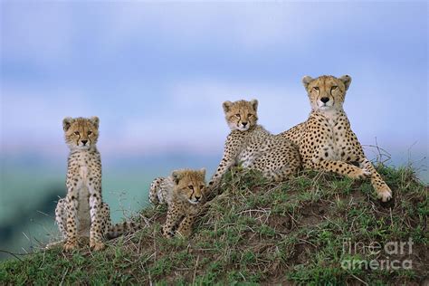 Cheetah Mother And Cubs Masai Mara Photograph by Yva Momatiuk John Eastcott