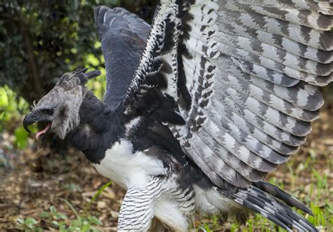 9 Largest Eagles in the World - Largest.org