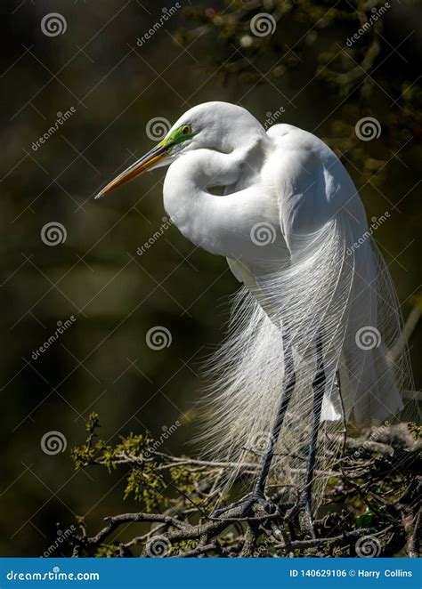 Great Egret in Florida stock photo. Image of small, green - 140629106