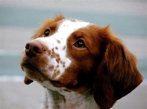 Brittany Spaniel Puppy | Brittany spaniel dogs, Dog breeds, Brittany ...