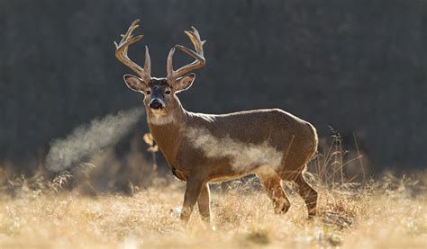 Hotspots for Finding Bucks on your November Hunting Trip ...