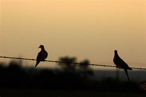 Mourning Dove Silhouette