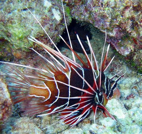 Bīstamākā un nāvējošākā zivs uz planētas Zeme | De peces