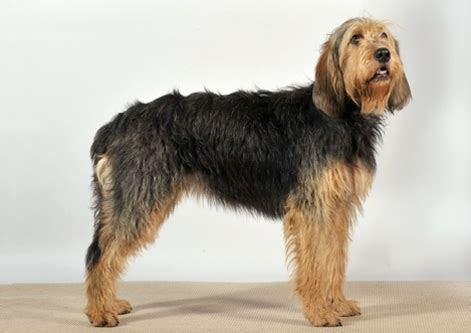 Otterhound Temperament 2020 – Getting to Know Them Better - Otterhound.dog