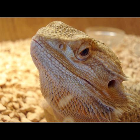 pogona | www.pettherapyavenza.it/pogona_vitticeps_.html | vincenzo ...