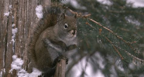 Gray Squirrel GIFs - Get the best GIF on GIPHY