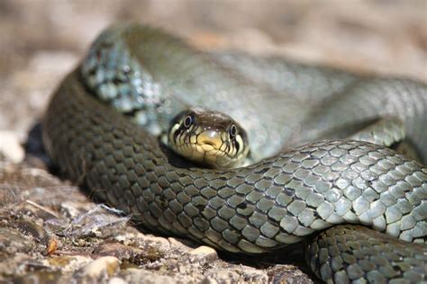 Características de la serpiente MAMBA NEGRA y más datos