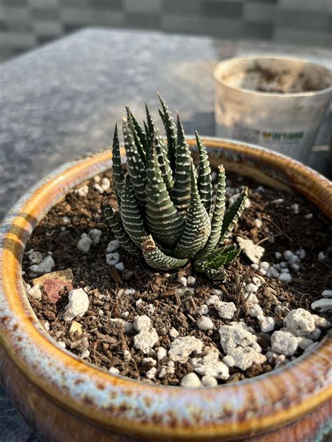 Light requirements?? Help. : r/succulents